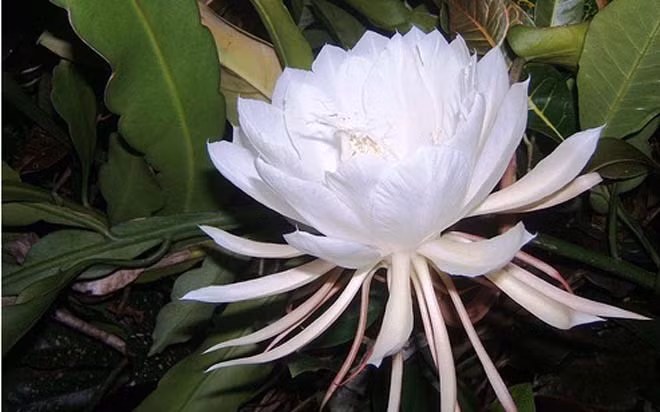 Hoa Kadupul (hoa quỳnh) được coi là vô giá. Loài hoa này rất dễ trồng, nhưng hiếm vì nở hoa rất ít. Hoa chỉ nở vào ban đêm, và sau đó bí ẩn tàn lụi trước ánh bình minh.