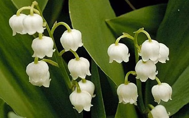 Hoa lan chuông.