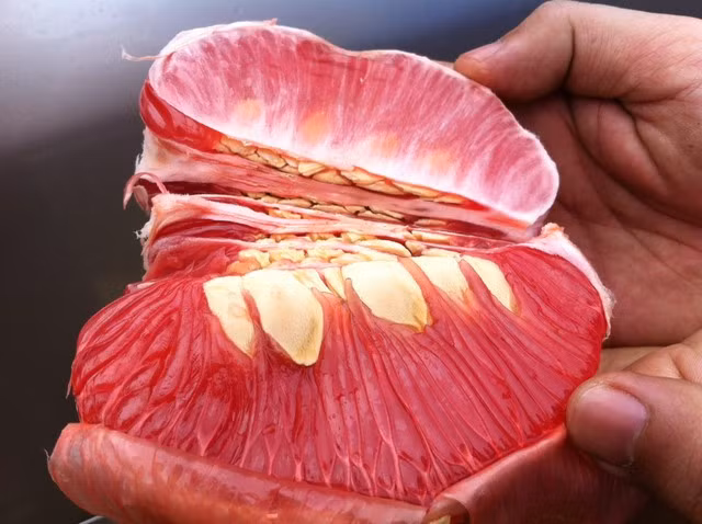 Ngoài ra, còn một số thành phần khi kết hợp với bưởi có thể gây ra tác dụng phụ như: Dung dịch Cyclosporine, chất caffeine, canxi đối kháng, Cisapride… Uống một cốc nước ép bưởi, cùng với các thành phần có chứa trong thuốc có thể gây ra tác dụng phụ nếu sử dụng cùng nhau trong vòng 24 giờ đồng hồ.