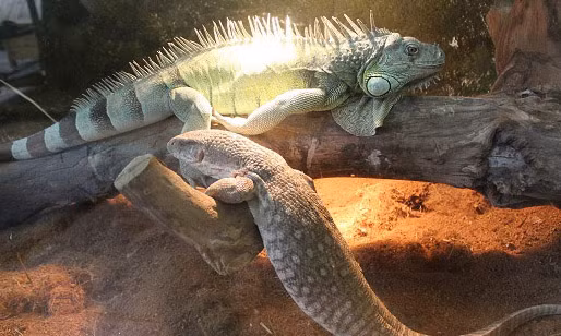 Tại đây, các loại bò sát lạ như nhện, rồng Nam Mỹ, bọ cánh cứng, thằn lằn Nam Mỹ... được đưa đến để cùng giao lưu chia sẻ kinh nghiệm nuôi bò sát.