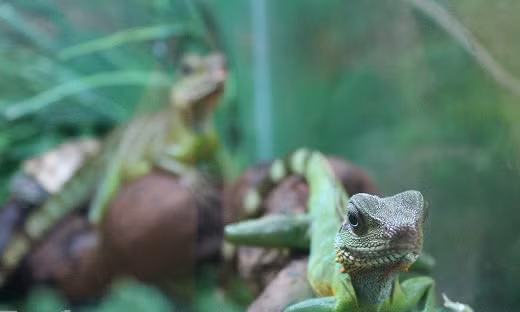 Cứ sáng chủ nhật hàng tuần, tại con hẻm số 93/18 trên đường Nguyễn Văn Hai, phường 3, quận Tân Bình, nhiều bạn trẻ có thú chơi bò sát lại tụ tập và mang theo những chú bò sát do mình nuôi dưỡng.