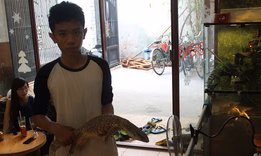 Em T. (người chơi) cho biết: "Để sở hữu được một con rồng Nam Mỹ, người chơi phải bỏ ra số tiền từ 2 đến nhiều triệu đồng tùy theo kích cỡ của loài bò sát".