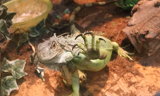 Ngoài ra, anh cũng cho biết thêm, tại Tp.HCM hiện nay phong trào chơi bò sát ngày càng tăng cao, nhiều bạn trẻ chịu đầu tư mua về nhiều loại bò sát khác nhau, tạo nên sự đa dạng các loài bò sát trong từng nhóm. Dưới đây là những hình ảnh về một buổi hoạt động của nhóm bò sát tại Tp.HCM.