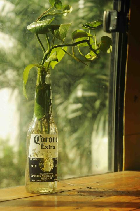 Những chai lọ cũ được tận dụng để cắm hoa và cây trang trí.