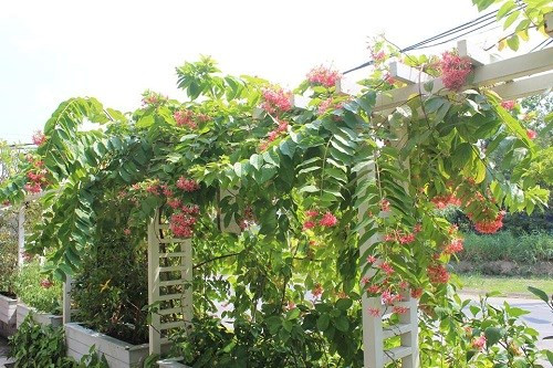 Trong khuôn viên của biệt thự được anh Mỹ và bà xã là cô Nguyễn Thị Thanh trồng rất nhiều loại hoa và cây xanh, cuộc sống xanh tươi luôn chan hòa và gần gũi với thiên nhiên.