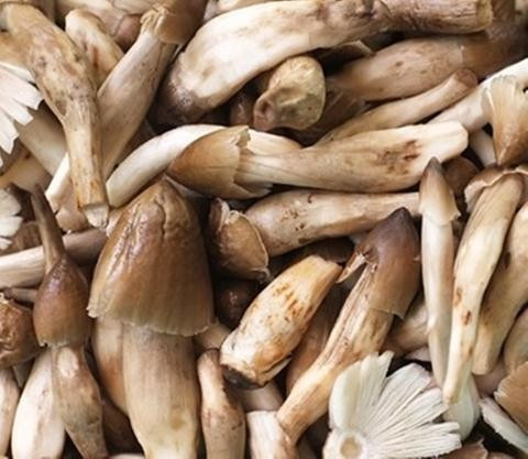 Kinh hoang nam moi bac trieu u bang chat kich thich-Hinh-2