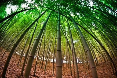 Đến ngôi làng Damyang, Jeollanam-do ở Hàn Quốc, bạn sẽ được đắm mình trong không gian rừng tre xanh mát, yên bình và thấy tâm hồn thanh thản, tĩnh lặng hơn.