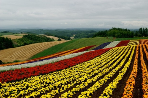 Đến Nhật Bản, bạn hãy ghé thăm làng Biei, Hokkaido. Ngôi làng đẹp nhất là vào mùa hè và mùa thu với những ngọn đồi xanh mướt được tô điểm bởi những loài hoa, các loài thực vật. Bạn nên đi xe đạp hoặc lái xe dọc theo những cánh đồng để chiêm ngưỡng khung cảnh thiên nhiên quyến rũ.