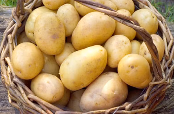 Khoai tây cây cũng là thực phẩm không nên trữ trong tủ lạnh. Nhiệt độ lạnh sẽ phá vỡ các kết cấu tinh bột trong khoai tây, chuyển thành đường khiến nó cứng, thay đổi hương vị, không ngon cho dù chế biến như thế nào. 