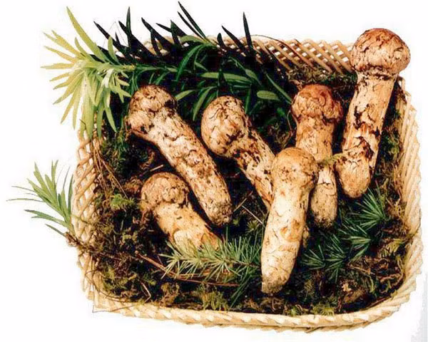 Vụ mùa thu hoạch Matsutake hiện nay chỉ khoảng xấp xỉ 1.000 tấn trên toàn nước Nhật, một phần trong đó được xuất khẩu đi các nước như Trung Quốc, Hàn Quốc và Canada. Nấm Matsutake vào đầu mùa thường có mức giá cao ngất: 2.000 USD (hơn 40 triệu đồng) cho 1 kg!