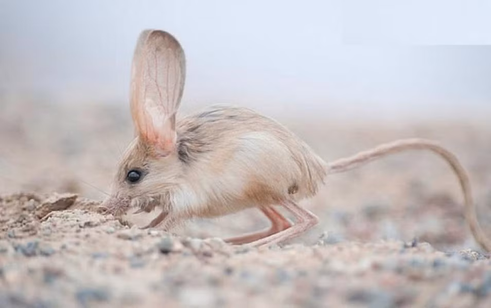 Loài chuột này có thể nhảy xa gấp 45 lần chiều dài cơ thể chúng. Chuột nhảy cũng là loài vật nhảy xa nhất trong số những động vật có vú có kích thước tương tự chúng.