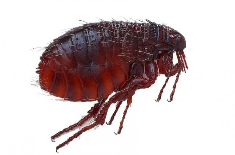 Bọ chét được mệnh danh là “nhà vô địch nhảy cao nhất thế giới động vật” với khả năng nhảy cao gấp 200 lần chiều dài cơ thể và nhảy xa 150 lần chiều cao cơ thể.