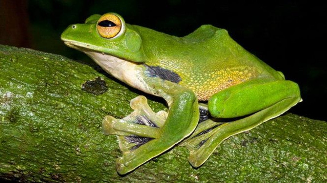 Ếch cây có khả năng nhảy xa gấp 150 lần chiều dài cơ thể, tương đương với việc một người nhảy một quãng đường dài bằng con tàu Titanic.