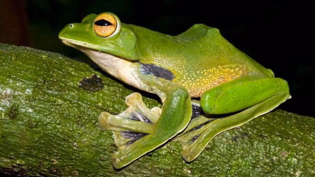 Ếch cây có khả năng nhảy xa gấp 150 lần chiều dài cơ thể, tương đương với việc một người nhảy một quãng đường dài bằng con tàu Titanic.