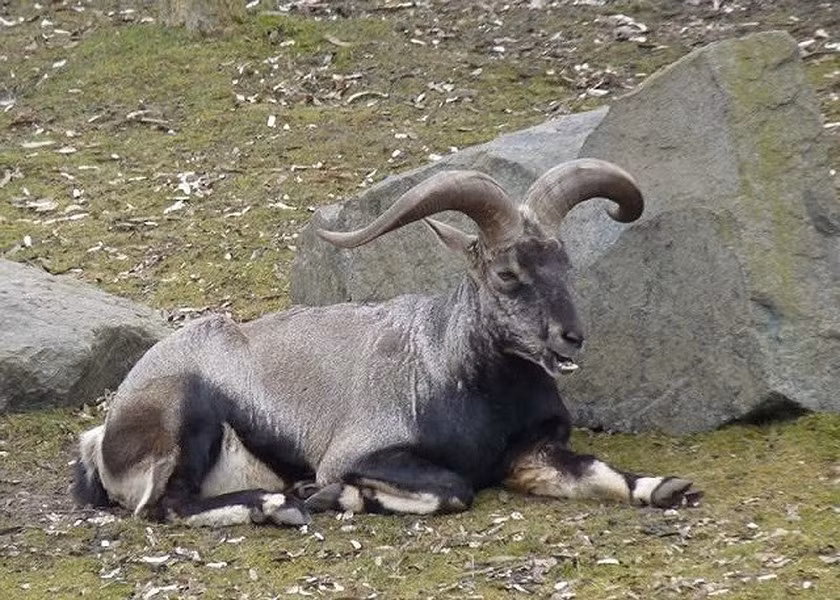 Cừu hoang vùng Himalaya là một trong những loài vật có kỹ năng nhảy xa tốt nhất, với bộ lông xám xanh. Chúng có thể leo núi và nhảy từ các vách đá này sang vách đá khác, từ ngọn đồi này tới ngọn đồi khác để tìm kiếm thức ăn.
