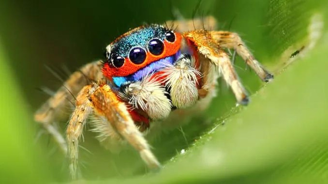 Với khả năng nhảy một quãng đường dài gấp 100 lần chiều dài cơ thể, nhện nhảy xứng đáng đứng ở vị trí thứ 3 trong danh sách những “vận động viên” nhảy cừ khôi nhất thế giới động vật.