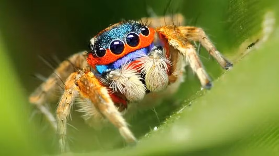 Với khả năng nhảy một quãng đường dài gấp 100 lần chiều dài cơ thể, nhện nhảy xứng đáng đứng ở vị trí thứ 3 trong danh sách những “vận động viên” nhảy cừ khôi nhất thế giới động vật.
