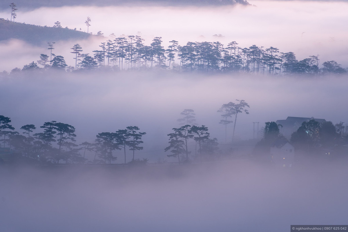 Rừng thông trong màn sương.