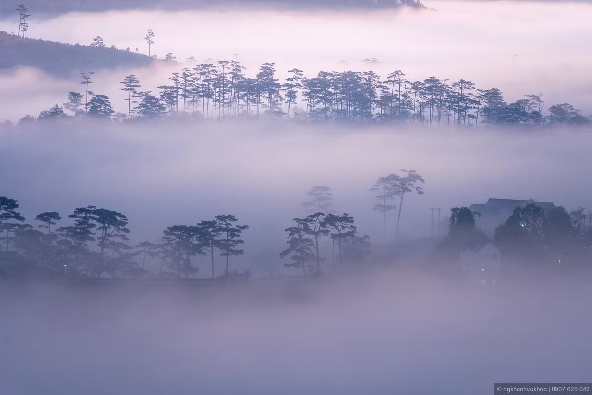 Rừng thông trong màn sương.