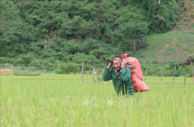 Người dân gùi những bao lúa về bản.