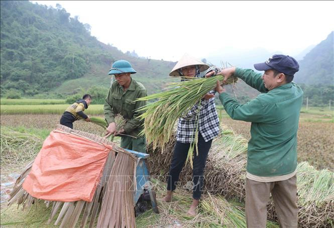 Do các thửa ruộng bậc thang, nằm sâu trong thung lũng, không có đường nội đồng nên người dân chỉ mang được những chiếc máy “vò” đơn giản, công suất nhỏ ra đồng để tách lúa.