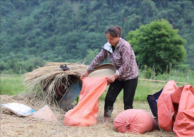 Đóng lúa vào bao tải để vận chuyển về bản làng.
