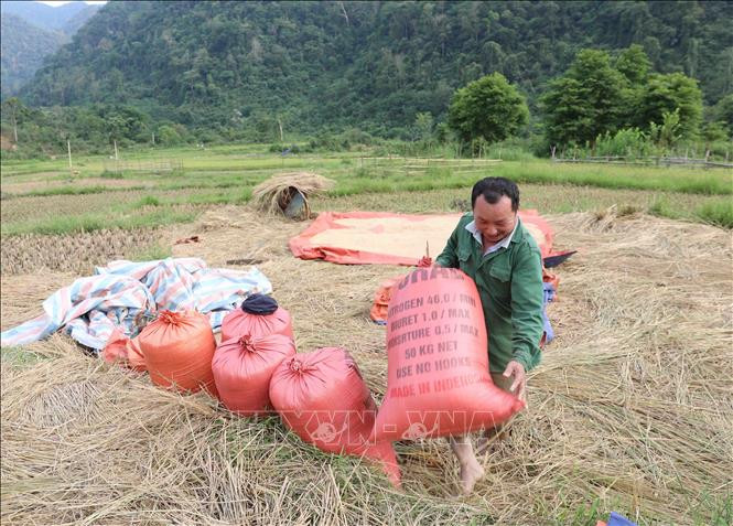 Người dân Pù Huống (Nghệ An) thu hoạch lúa.