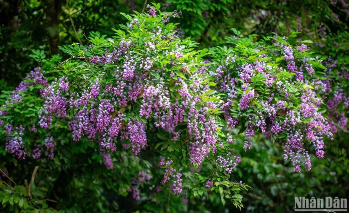 Me dam mua hoa than mat tim tren ban dao Son Tra-Hinh-4