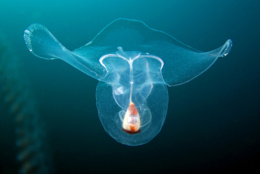  Ốc sên có cánh: Ốc sên biển Thecosomata có một đôi cánh nhỏ trong suốt, giúp nó di chuyển trong lòng đại dương. Loài này là nguồn thức ăn ưa thích của nhiều động vật như cá voi, chim cánh cụt và hải cẩu, nhưng vì sinh sản nhanh nên chúng vẫn tồn tại và sinh sôi với số lượng ổn định. 