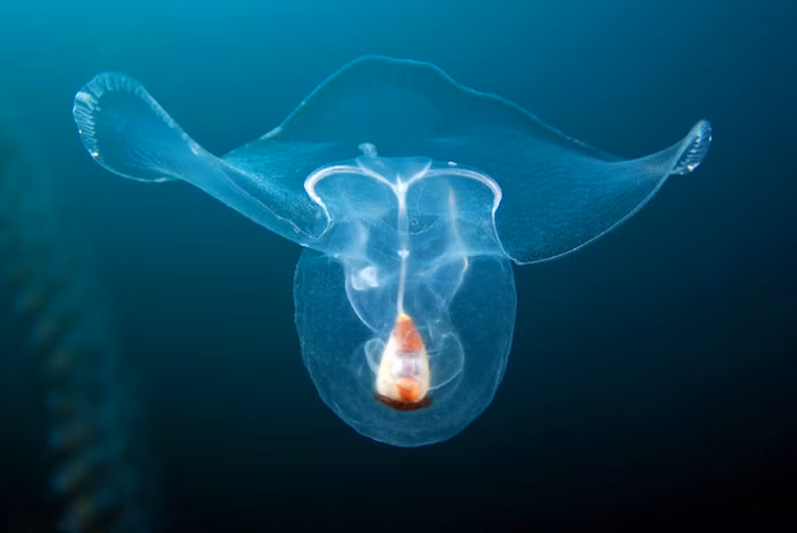  Ốc sên có cánh: Ốc sên biển Thecosomata có một đôi cánh nhỏ trong suốt, giúp nó di chuyển trong lòng đại dương. Loài này là nguồn thức ăn ưa thích của nhiều động vật như cá voi, chim cánh cụt và hải cẩu, nhưng vì sinh sản nhanh nên chúng vẫn tồn tại và sinh sôi với số lượng ổn định. 