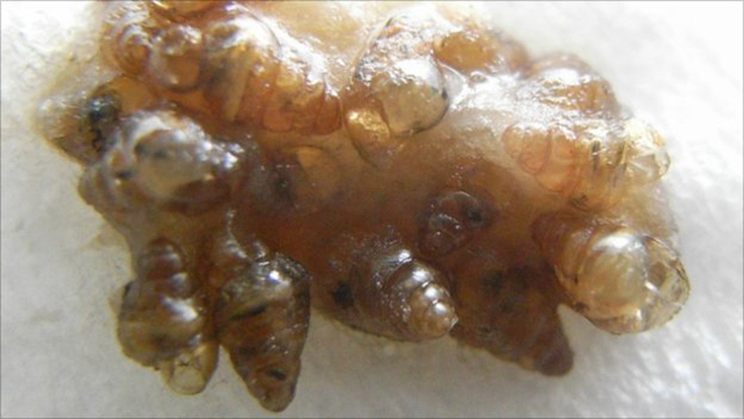  Ốc “bay”: Ốc sên mắt trắng Nhật Bản là thức ăn ưa thích của nhiều loài chim. Tuy nhiên, khi bị chim tiêu hóa, 15% số ốc sên sẽ may mắn sống sót trong ruột chim. Loài này sẽ được bài tiết ra ngoài cùng các loại thức ăn thừa còn trong ruột sau khoảng 40 phút. 