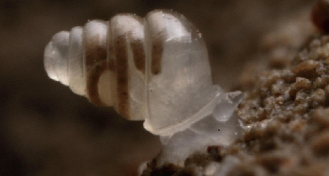  Ốc sên trong suốt: Các nhà nghiên cứu tìm thấy loài ốc sên có hình dạng trong suốt đầu tiên tại đây ở độ sâu 900m dưới lòng đất. Ốc sên trong suốt có tên gọi khoa học là Zospeum tholussum, nó không có mắt và không có sắc tố trong vỏ hoặc thịt. Nó cũng di chuyển cực kỳ chậm, mỗi tuần chỉ đi được vài cm. Các nhà nghiên cứu tin rằng loài này có thể quá giang trên động vật có vú hoặc trôi theo hệ thống ao, hồ trong hang động để di chuyển. 