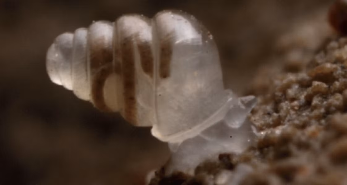  Ốc sên trong suốt: Các nhà nghiên cứu tìm thấy loài ốc sên có hình dạng trong suốt đầu tiên tại đây ở độ sâu 900m dưới lòng đất. Ốc sên trong suốt có tên gọi khoa học là Zospeum tholussum, nó không có mắt và không có sắc tố trong vỏ hoặc thịt. Nó cũng di chuyển cực kỳ chậm, mỗi tuần chỉ đi được vài cm. Các nhà nghiên cứu tin rằng loài này có thể quá giang trên động vật có vú hoặc trôi theo hệ thống ao, hồ trong hang động để di chuyển. 