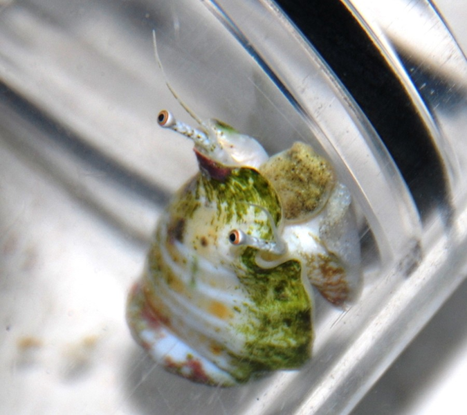  Ốc sên biết nhảy: Ốc xà cừ, loài ốc sên sống ở Australia không thu mình trong vỏ tránh kẻ thù như nhiều loài ốc sên khác. Khi bị đe dọa, nó mở rộng ra chiếc chân giả có chất nhầy và nhảy đến nơi an toàn. Nó có thể di chuyển rất nhanh. 