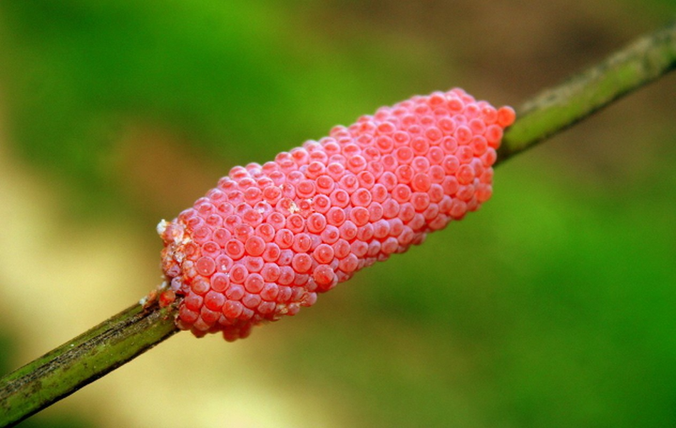  Ốc sên táo được biết đến là loài có chứa chất độc cực mạnh. Trứng của chúng được bao phủ bởi hai lớp chất độc antinutritive và anti digestive. Khi kẻ thù của ốc sên táo ăn phải trứng của nó sẽ bị rối loạn tiêu hóa, không thể hấp thu chất dinh dưỡng cần thiết khi ăn uống, dần dần sẽ chết nếu không đẩy được trứng đó ra khỏi cơ thể. 