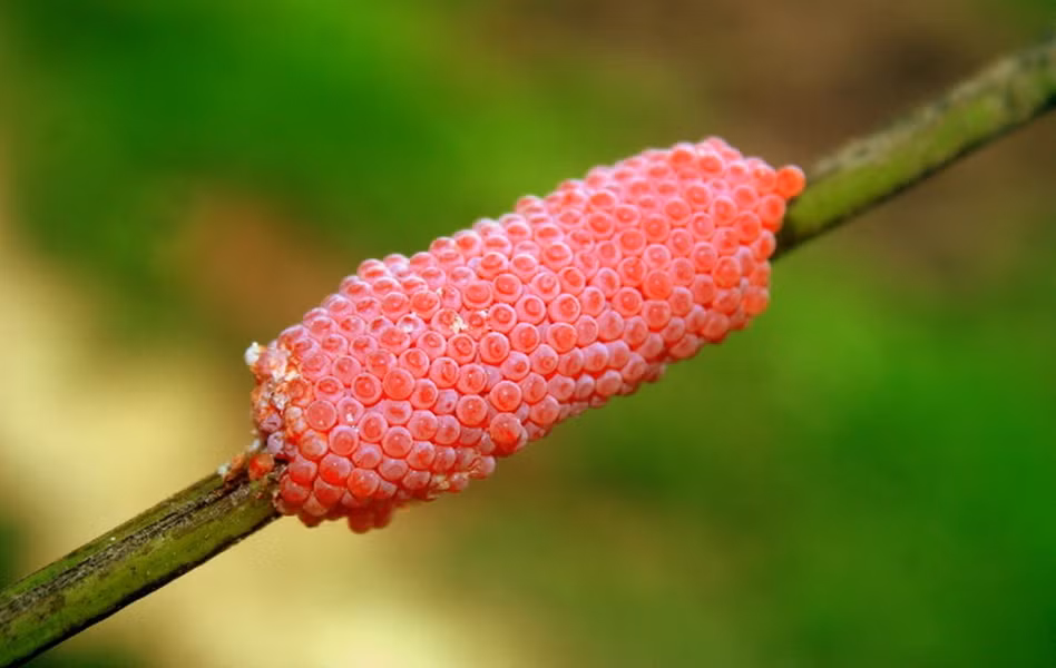  Ốc sên táo được biết đến là loài có chứa chất độc cực mạnh. Trứng của chúng được bao phủ bởi hai lớp chất độc antinutritive và anti digestive. Khi kẻ thù của ốc sên táo ăn phải trứng của nó sẽ bị rối loạn tiêu hóa, không thể hấp thu chất dinh dưỡng cần thiết khi ăn uống, dần dần sẽ chết nếu không đẩy được trứng đó ra khỏi cơ thể. 