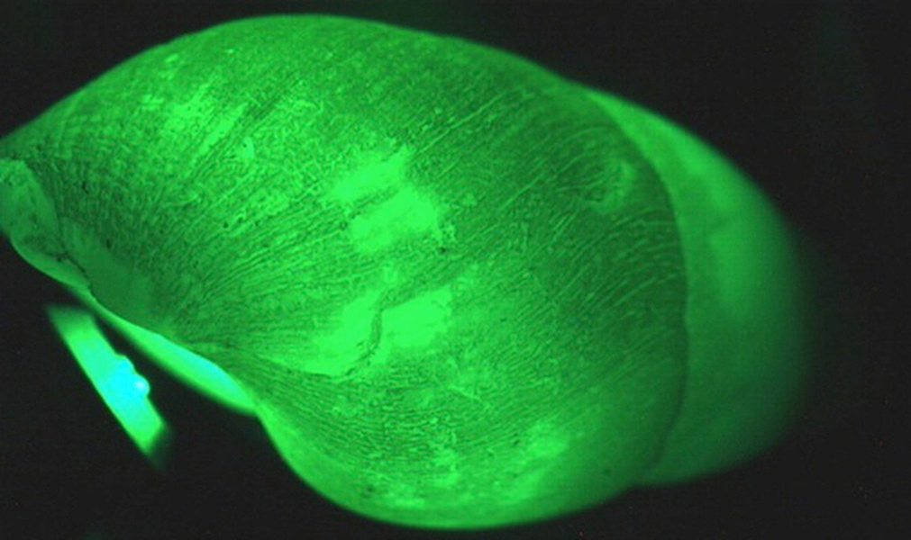  Ốc phát sáng: Loài ốc Clusterwink có khả năng tự phát sáng được tìm thấy ở Australia. Khi bị quấy rầy, nó bắt đầu nhấp nháy ánh sáng màu xanh giống như chuông báo động chống trộm. Loài này có một bộ phận phát quang và vỏ của nó tán xạ tốt đến mức từng mm của phần vỏ đều được phát sáng.