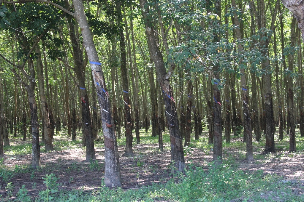 Nhung so phan bi tham trong dem Pol Pot tan sat dan thuong-Hinh-3