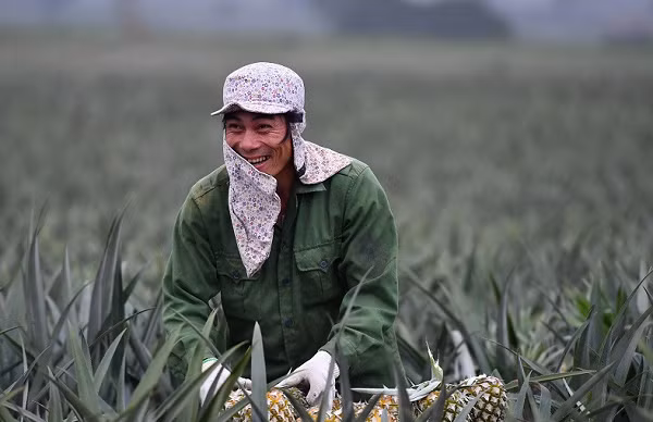 Su dung rac thai nong nghiep, doanh nghiep tiet kiem hang chuc ty/ nam