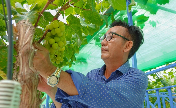 Bị chê “khùng”, lão nông miền Tây vẫn chi tiền tỷ trồng “nho nhà giàu“ Bi che “khung”, lao nong mien Tay van chi tien ty trong “nho nha giau“