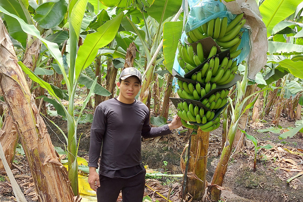 Chàng nông dân ở Long An trồng thứ cây bình dân thu tiền tỷ Chang nong dan o Long An trong thu cay binh dan thu tien ty