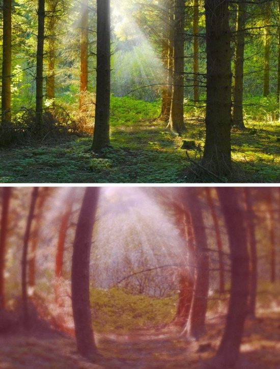 The gioi trong nhu the nao qua mat cac loai dong vat-Hinh-3