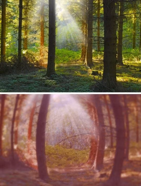 The gioi trong nhu the nao qua mat cac loai dong vat-Hinh-3