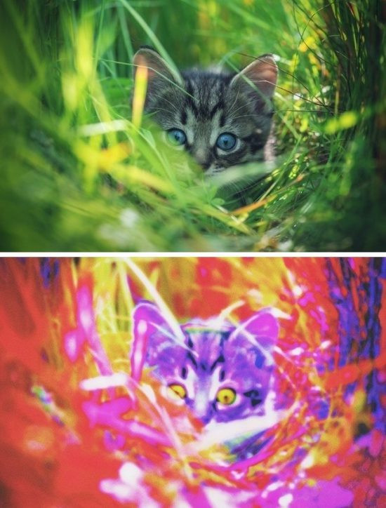 The gioi trong nhu the nao qua mat cac loai dong vat-Hinh-4