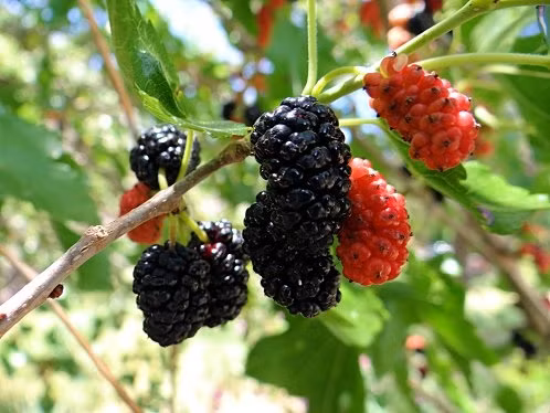 Chống lão hóa sớm: Như đã nói ở trên, vì chứa nhiều chất chống oxy hóa nên giữ cho da dẻ mịn màng, ngăn không cho mụn và đốm nâu xuất hiện. Ngoài ra giữ cho tóc bóng mượt và khỏe mạnh. (Nguồn ảnh: blogcaycanh)