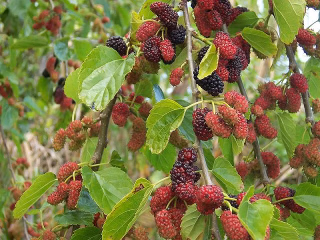 Phát triển tế bào xương: Vitamin K, canxi và sắt trong dâu giúp tế bào xương duy trì và phát triển, chống được những bệnh như loãng xương và các rối loạn xương do tuổi tác. 