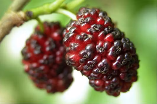 Chống ung thư: Ngoài những dinh dưỡng trong quả dâu tằm kể trên thì không thể không nói đến chất chống oxy hóa. Đây là bức tường thành chính chống lại các gốc tự do có thể hủy hoại các tế bào khỏe mạnh, biến chúng thành ung thư. Vì vậy quả dâu có thể trung hòa các gốc tự do nhanh chóng trước khi chúng kịp gây hại cho cơ thể. 