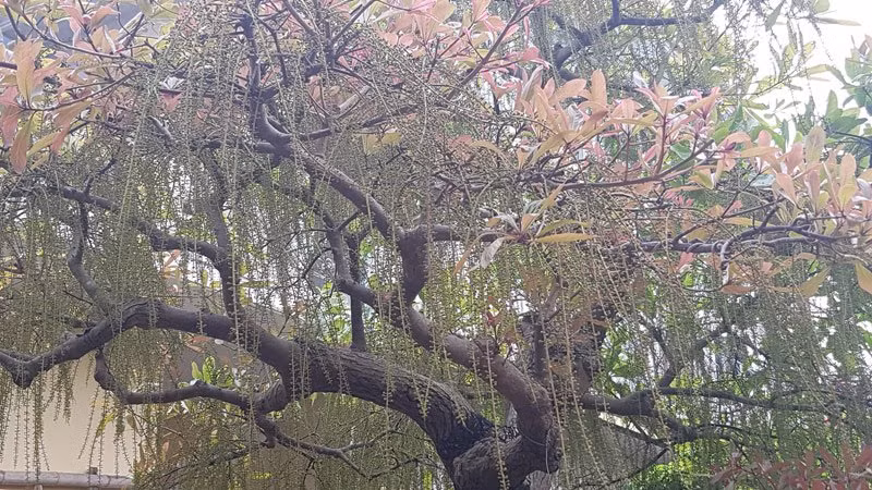 “Ban đầu, tôi chỉ nghĩ cây lộc nhà mình ra hoa sót vì đây không phải thời điểm lộc vừng ra hoa. Vụ chính của nó trổ hoa vào mùa hè. Những cây lộc ra hoa trái mùa, và hoa dày đặc như thế này rất hiếm” – anh Hùng, con trai chủ nhà cho biết.