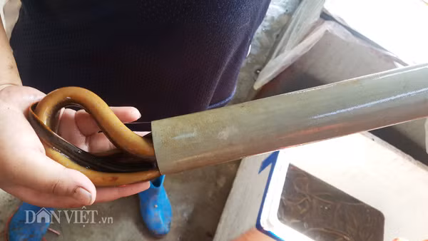 Theo những thợ săn lươn cho biết, công đoạn đi kiếm mồi và cho mồi vào ống là tốn thời gian nhất. Đối với những người đặt từ 300 ống trở lên, họ phải huy động người nhà trong gia đình vào làm cùng mới có đủ thời gian đi đặt ống.Với giá lươn trung bình như trên, thì những người thợ săn lươn dễ dàng bỏ búi từ 300.000 đồng đến 500.000 đồng/ngày.