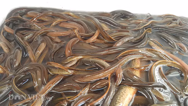 Do các sản phẩm lươn được bà con bắt ở đồng tự nhiên nên có chất lượng thịt rất tươi, thơm, ngon nên luôn được thị trường ưa chuộng, bởi thế mà người đi bẫy con trơn này luôn yên tâm về đầu ra, bà con cứ bắt được bao nhiêu đều có thương lái đến tận nhà cân. Thời điểm này đang vào đầu mùa lươn, mỗi ngày một thương lái thu mua tại các điểm trên địa bàn huyện Kim Sơn được khoảng gần 1 tấn lươn. 